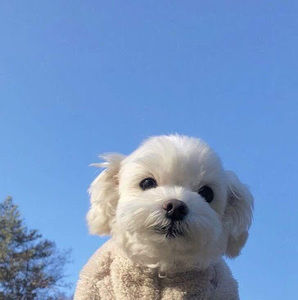 Meet your Posher, Qianqian